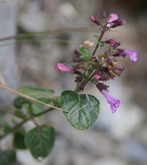 Pflanzenbild gross Wald-Bergminze - Calamintha menthifolia