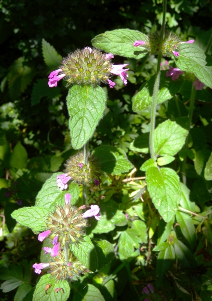 Pflanzenbild gross Wirbeldost - Clinopodium vulgare