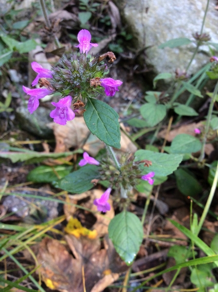 Pflanzenbild gross Wirbeldost - Clinopodium vulgare