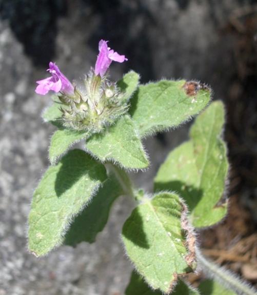 Pflanzenbild gross Wirbeldost - Clinopodium vulgare