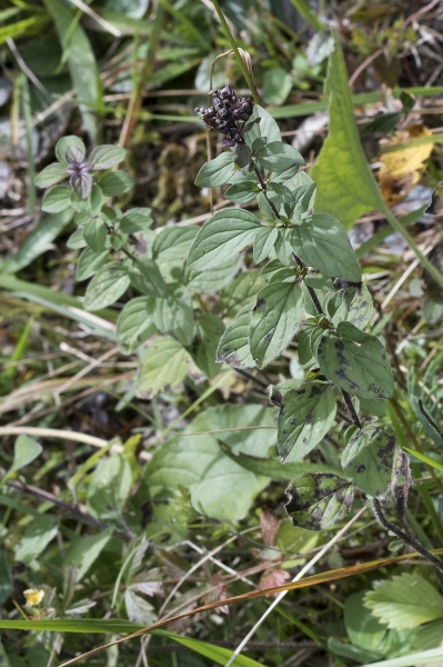 Pflanzenbild gross Echter Dost - Origanum vulgare