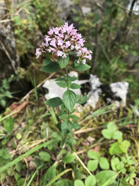 Pflanzenbild gross Echter Dost - Origanum vulgare