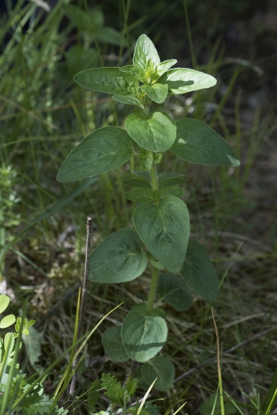 Pflanzenbild gross Echter Dost - Origanum vulgare