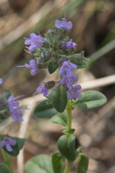 Pflanzenbild gross Feld-Thymian - Thymus serpyllum aggr.