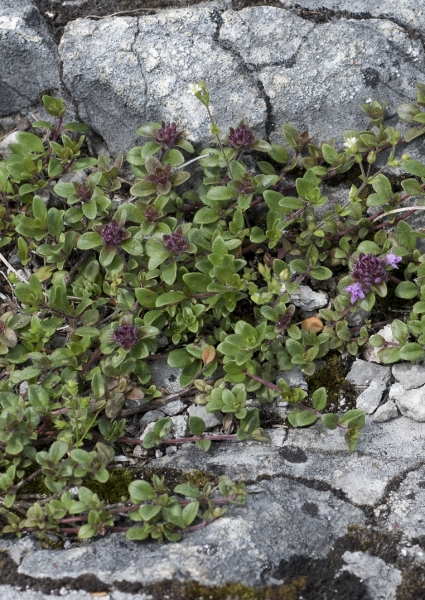 Pflanzenbild gross Feld-Thymian - Thymus serpyllum aggr.