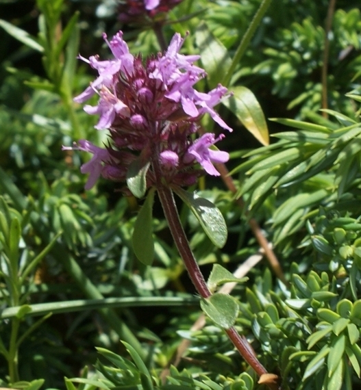 Pflanzenbild gross Feld-Thymian - Thymus serpyllum aggr.