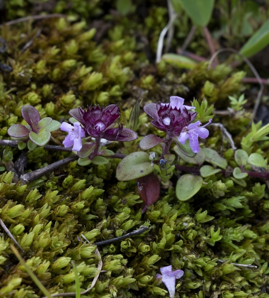 Pflanzenbild gross Gebirgs-Feld-Thymian - Thymus praecox subsp. polytrichus