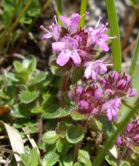 Pflanzenbild gross Gebirgs-Feld-Thymian - Thymus praecox subsp. polytrichus
