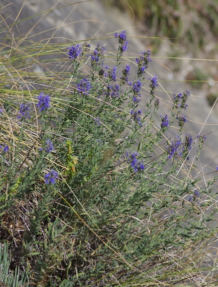 Pflanzenbild gross Echter Ysop - Hyssopus officinalis