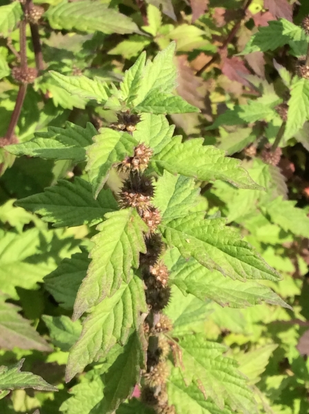 Pflanzenbild gross Europäischer Wolfsfuss - Lycopus europaeus