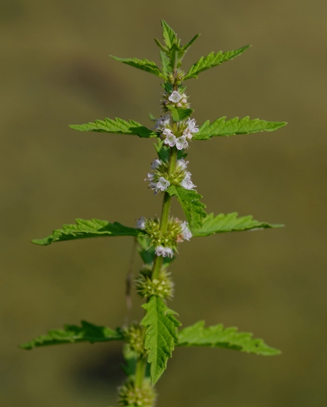 Pflanzenbild gross Europäischer Wolfsfuss - Lycopus europaeus
