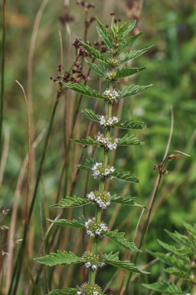 Pflanzenbild gross Europäischer Wolfsfuss - Lycopus europaeus
