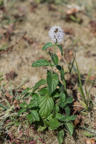 Pflanzenbild gross Wasser-Minze - Mentha aquatica