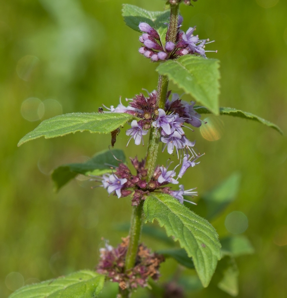 Pflanzenbild gross Acker-Minze - Mentha arvensis