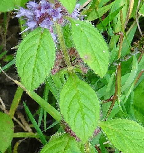 Pflanzenbild gross Acker-Minze - Mentha arvensis