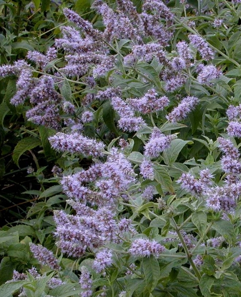 Pflanzenbild gross Ross-Minze - Mentha longifolia