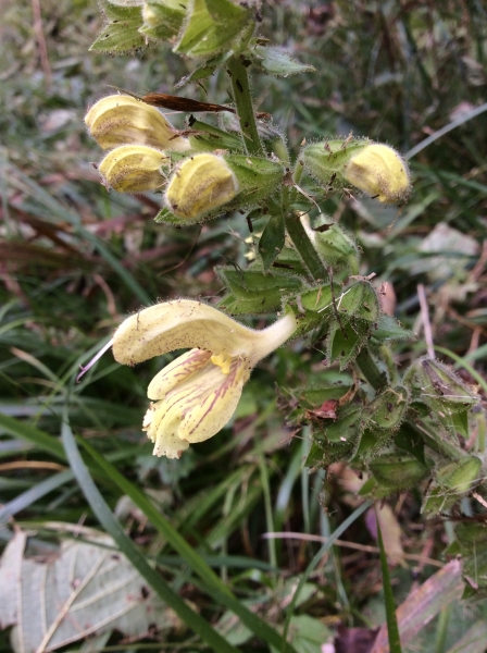 Pflanzenbild gross Klebrige Salbei - Salvia glutinosa