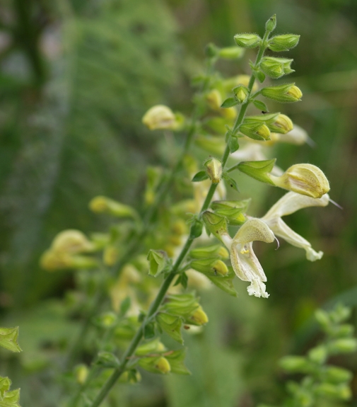 Pflanzenbild gross Klebrige Salbei - Salvia glutinosa