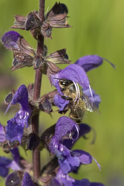 Pflanzenbild gross Wiesen-Salbei - Salvia pratensis