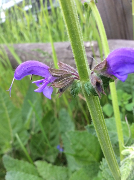 Pflanzenbild gross Wiesen-Salbei - Salvia pratensis
