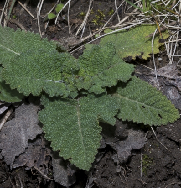Pflanzenbild gross Wiesen-Salbei - Salvia pratensis