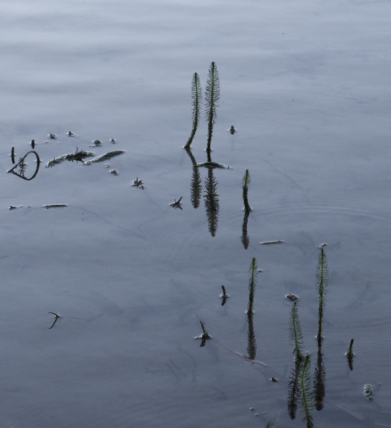 Pflanzenbild gross Tannenwedel - Hippuris vulgaris