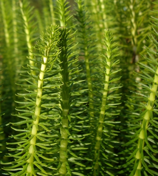 Pflanzenbild gross Tannenwedel - Hippuris vulgaris