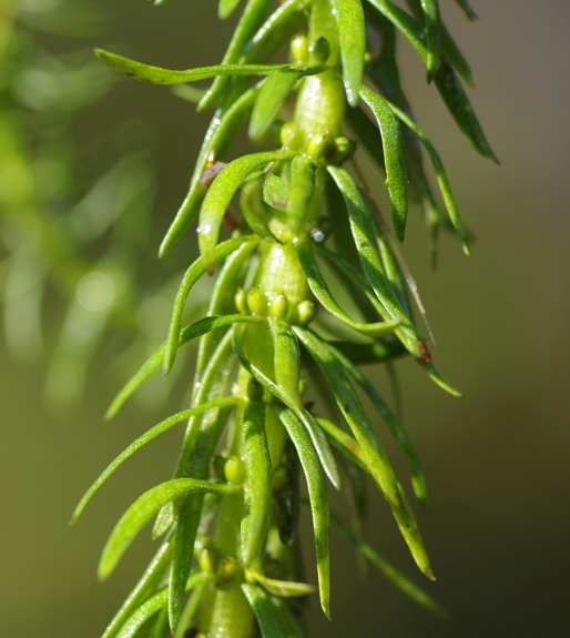 Pflanzenbild gross Tannenwedel - Hippuris vulgaris