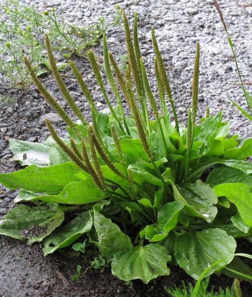 Pflanzenbild gross Breit-Wegerich - Plantago major