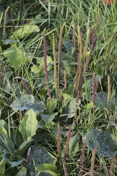 Pflanzenbild gross Breit-Wegerich - Plantago major