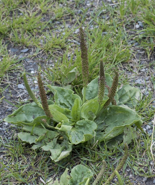 Pflanzenbild gross Breit-Wegerich - Plantago major