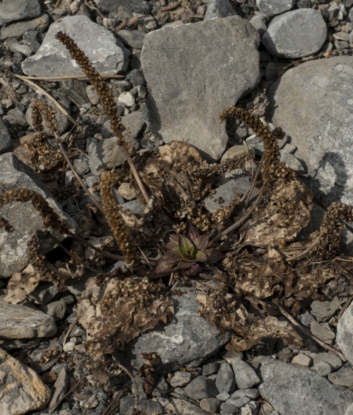 Pflanzenbild gross Breit-Wegerich - Plantago major