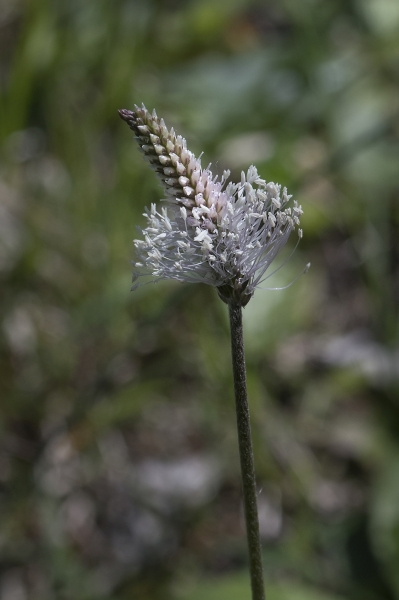Pflanzenbild gross Mittlerer Wegerich - Plantago media