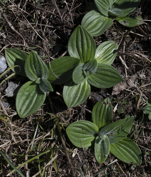 Pflanzenbild gross Mittlerer Wegerich - Plantago media