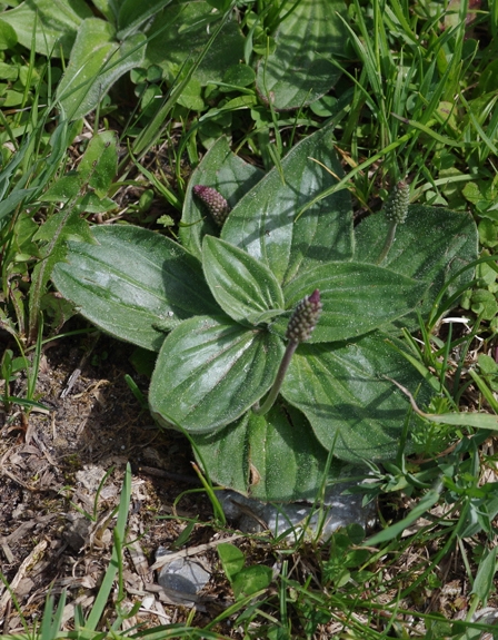 Pflanzenbild gross Mittlerer Wegerich - Plantago media