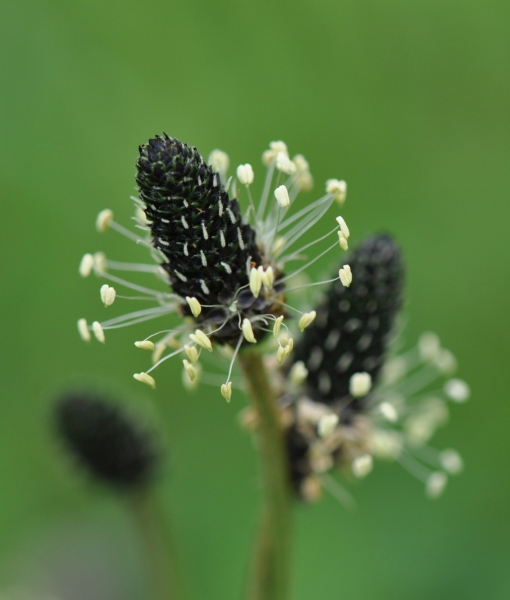 Pflanzenbild gross Spitz-Wegerich - Plantago lanceolata