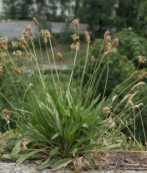 Pflanzenbild gross Spitz-Wegerich - Plantago lanceolata