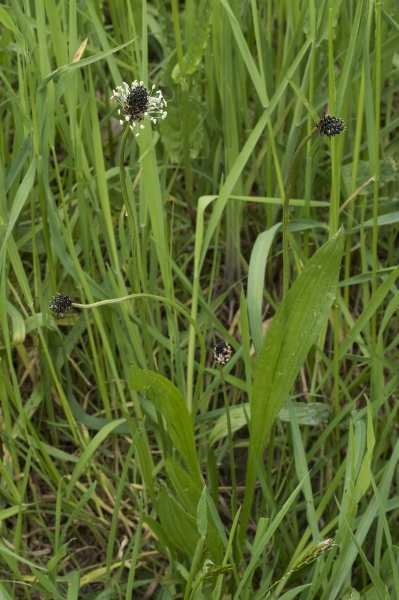 Pflanzenbild gross Spitz-Wegerich - Plantago lanceolata