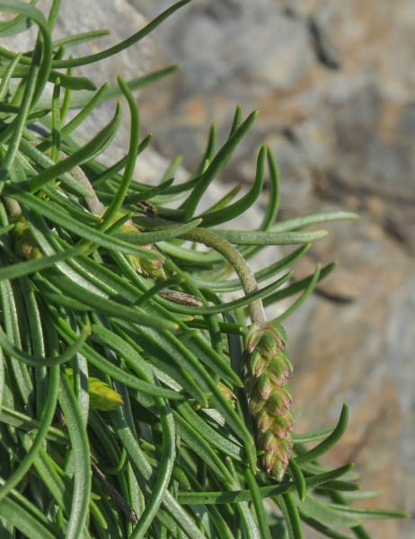 Pflanzenbild gross Alpen-Wegerich - Plantago alpina