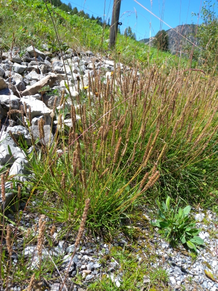 Pflanzenbild gross Schlangen-Wegerich - Plantago serpentina