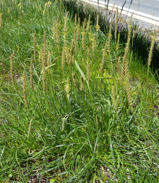 Pflanzenbild gross Schlangen-Wegerich - Plantago serpentina