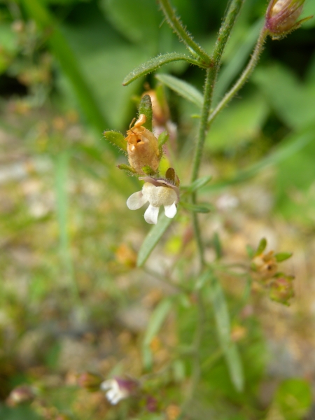 Pflanzenbild gross Kleines Leinkraut - Chaenorrhinum minus