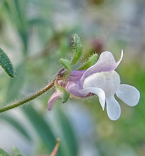 Pflanzenbild gross Kleines Leinkraut - Chaenorrhinum minus