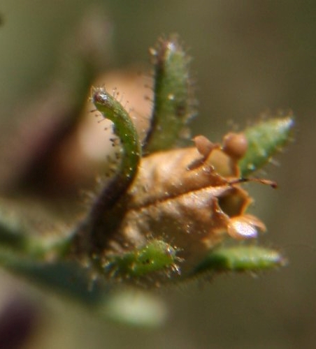 Pflanzenbild gross Kleines Leinkraut - Chaenorrhinum minus