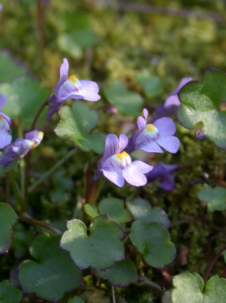 Pflanzenbild gross Zimbelkraut - Cymbalaria muralis