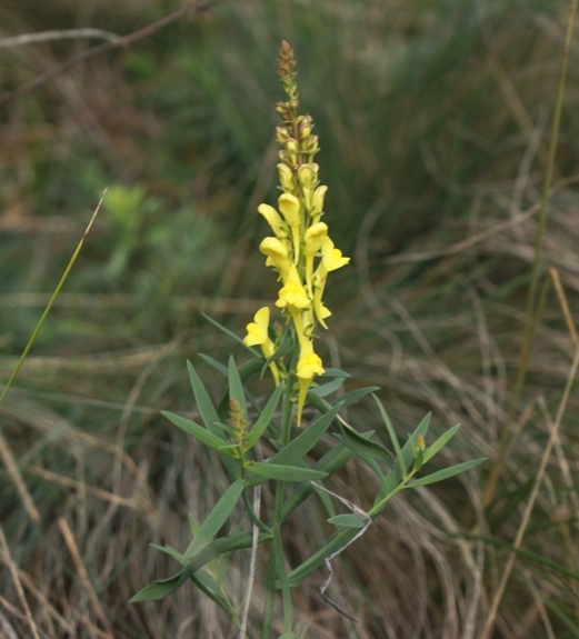 Pflanzenbild gross Italienisches Leinkraut - Linaria angustissima