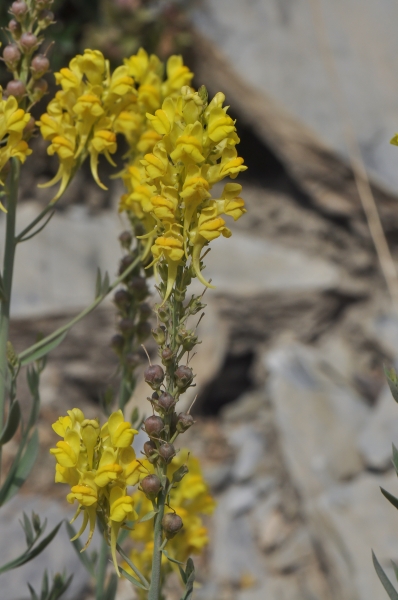 Pflanzenbild gross Italienisches Leinkraut - Linaria angustissima