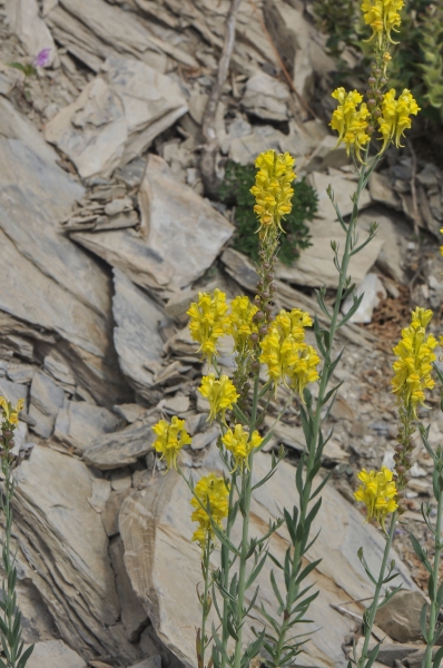 Pflanzenbild gross Italienisches Leinkraut - Linaria angustissima