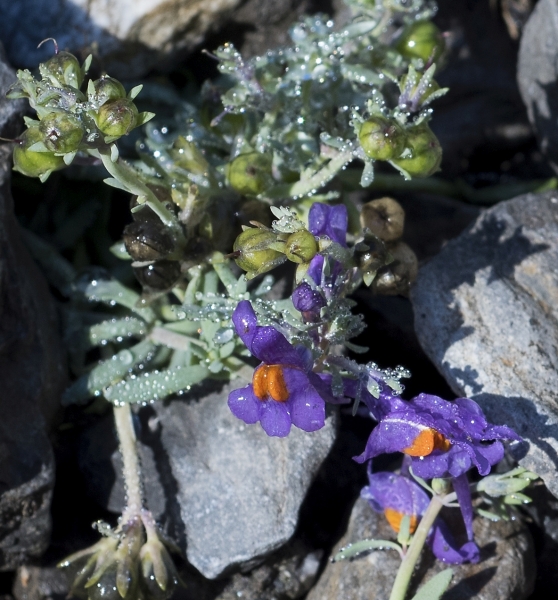 Pflanzenbild gross Alpen-Leinkraut - Linaria alpina