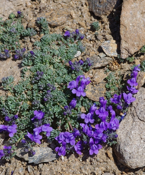 Pflanzenbild gross Alpen-Leinkraut - Linaria alpina